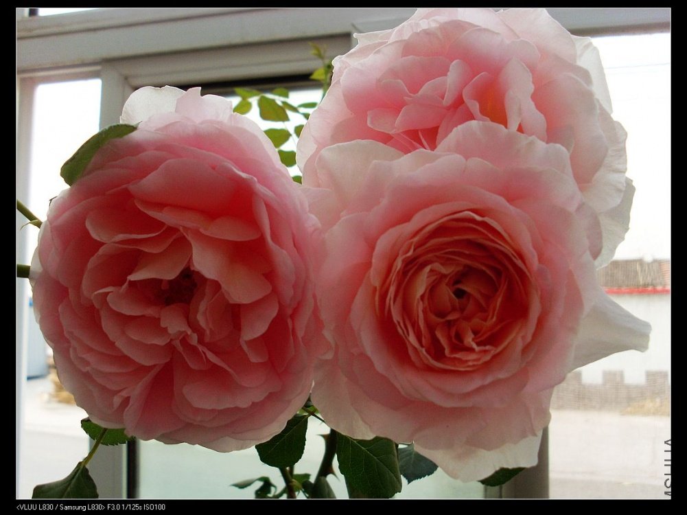 nEO_IMG_SL382533.jpg