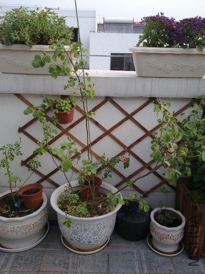 20110427448.jpg