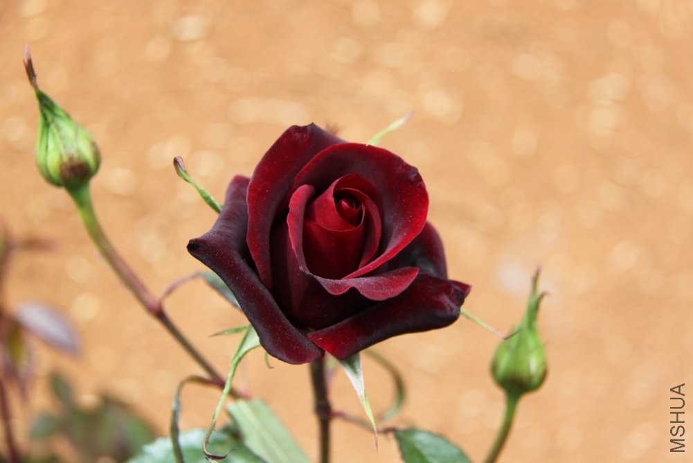 IMG_7935.JPG