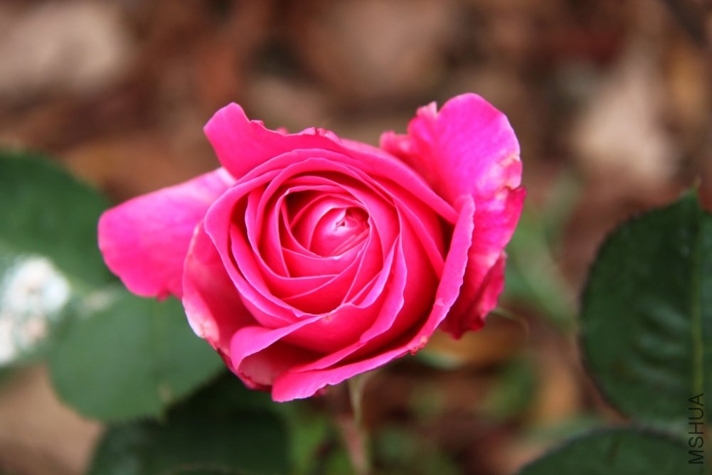 IMG_7938.JPG