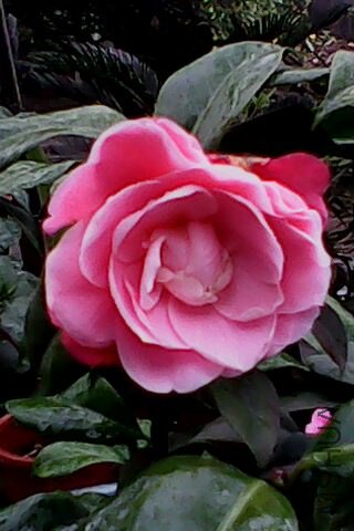 IMG0073A.jpg