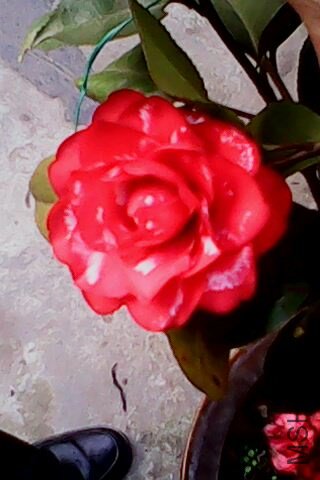 IMG0170A.jpg