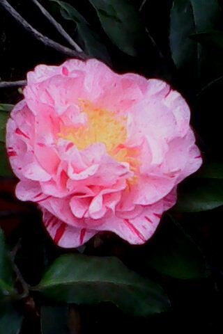 IMG0211A.jpg