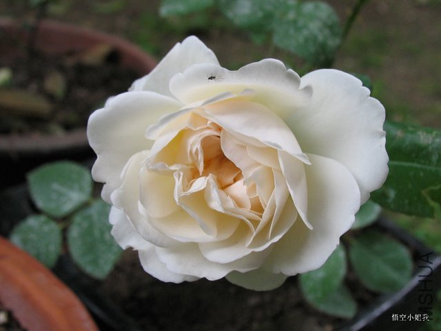 �������� 003.JPG