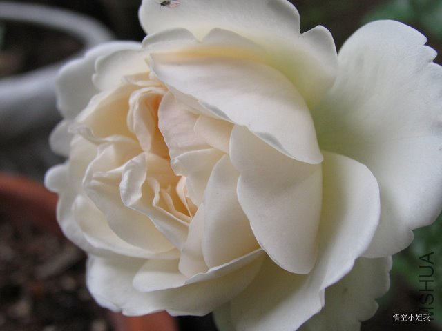 �������� 001.JPG