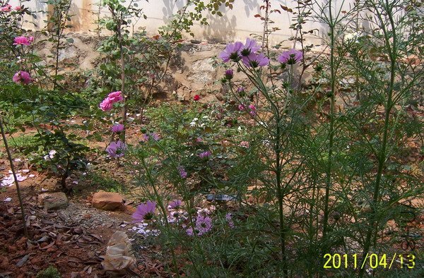 20110413 036.jpg