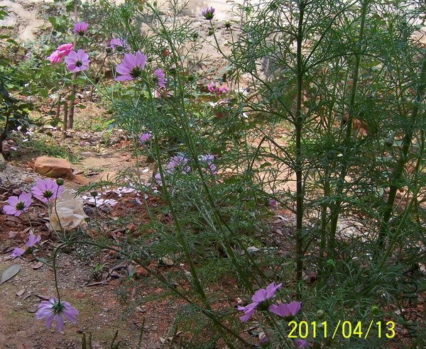 20110413 037.jpg