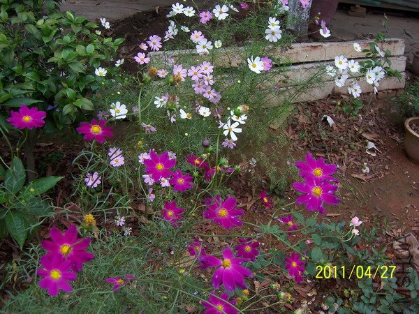 20110429 009.jpg