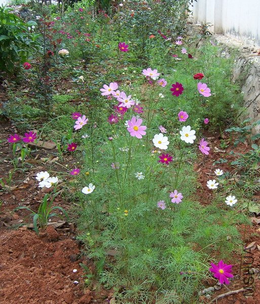 20110501 005.jpg