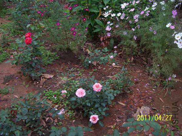 20110429 005.jpg