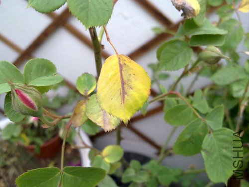 20110502490.jpg