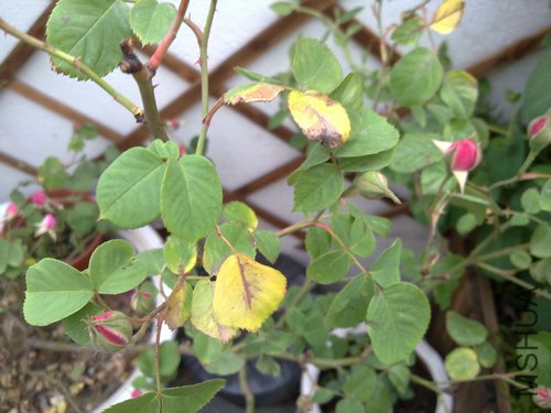 20110502491.jpg