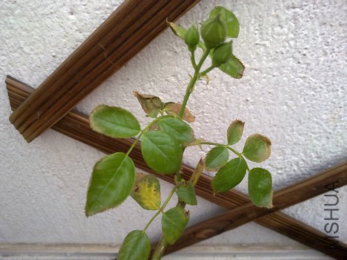 20110502501.jpg