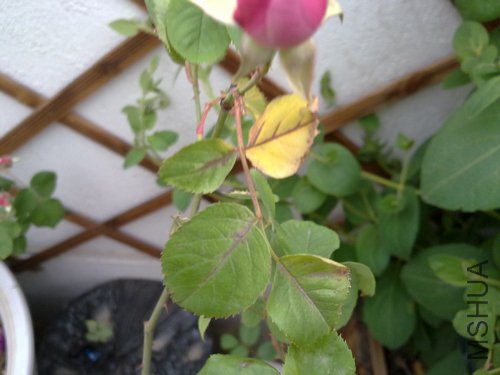 20110502492.jpg