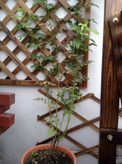 20110502499.jpg