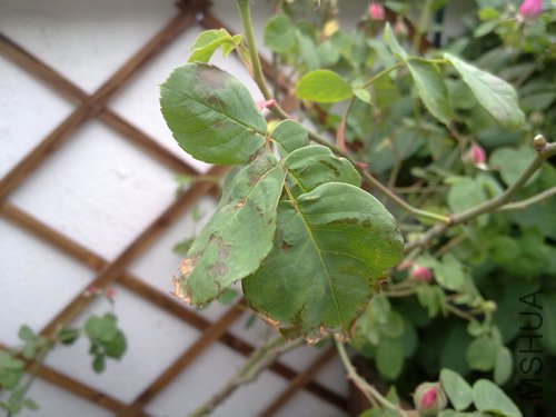 20110502497.jpg