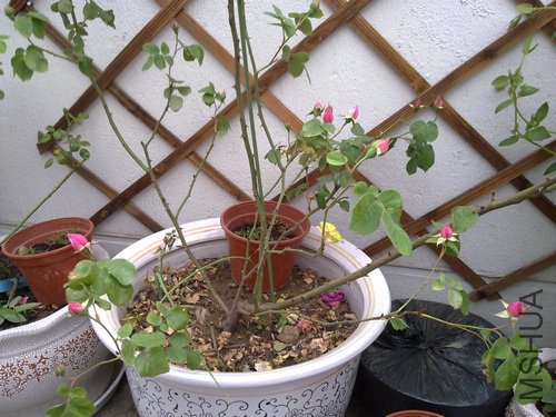 20110502493.jpg