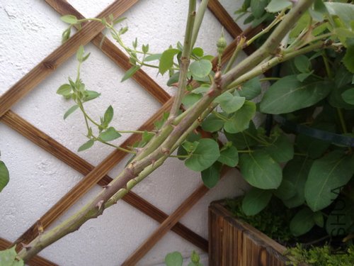 20110502496.jpg
