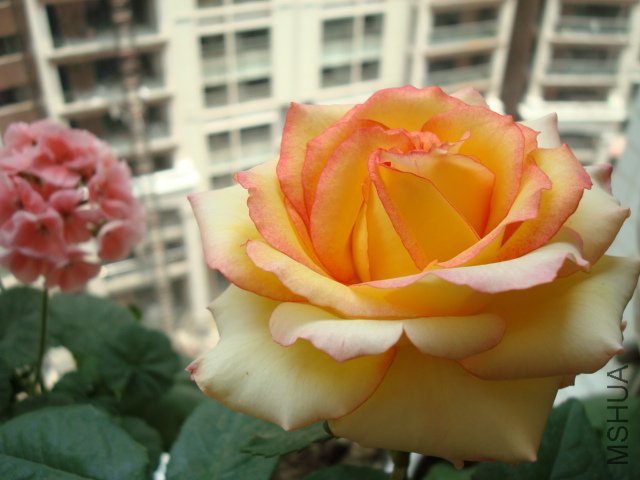 DSC01675.JPG