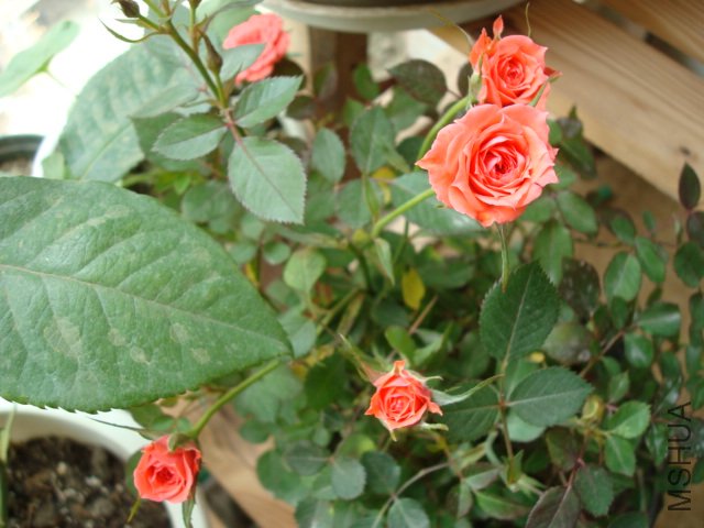 DSC01680.JPG