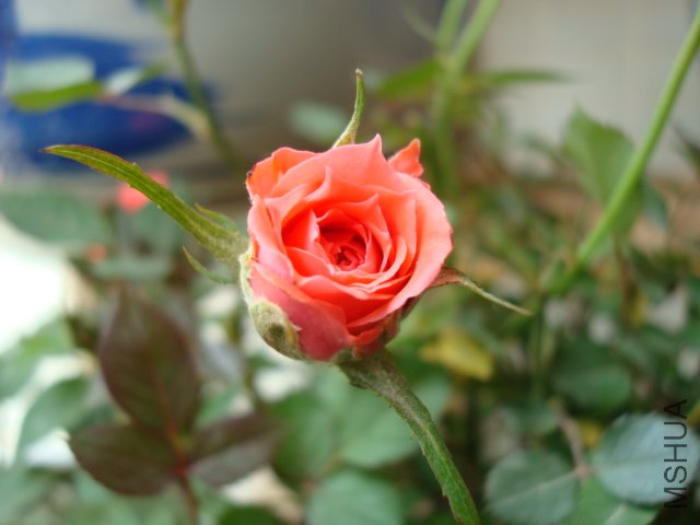 DSC01682.JPG
