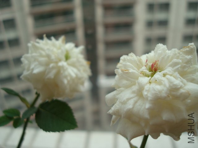 DSC01966.JPG