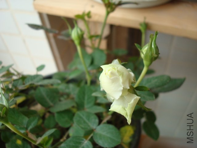 DSC01684.JPG