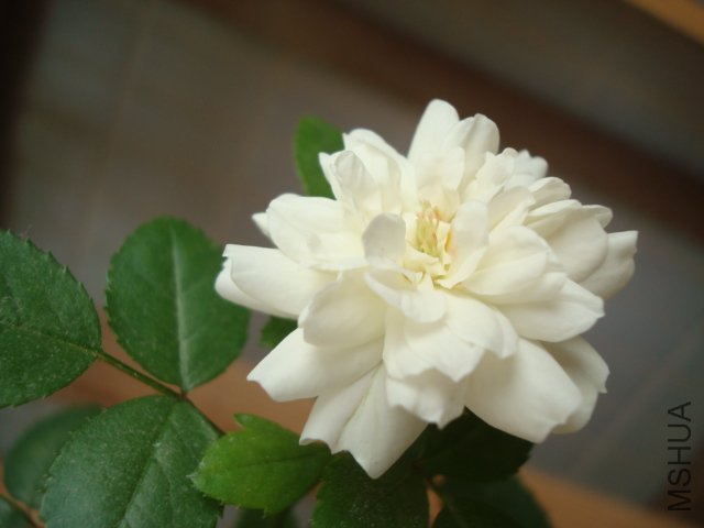 DSC01967.JPG