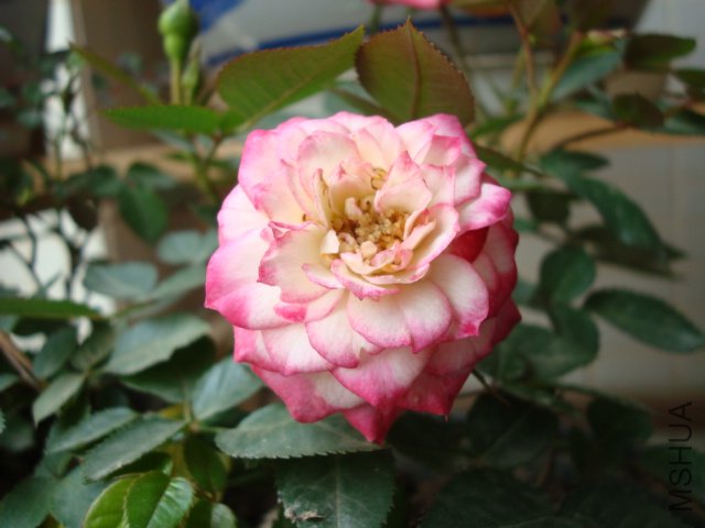 DSC01681.JPG