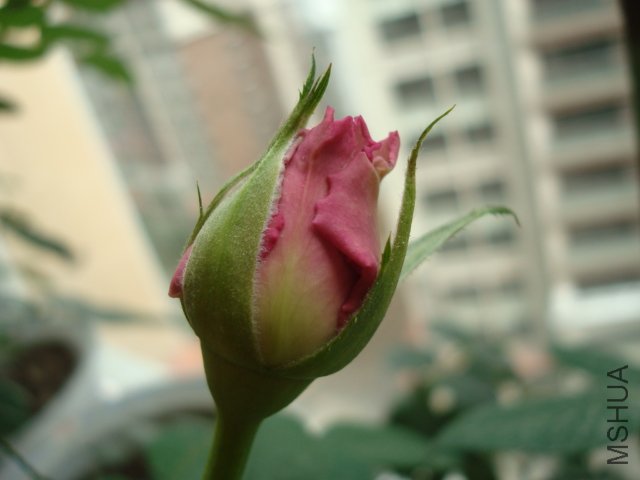 DSC01964.JPG