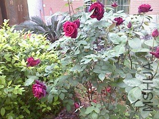 ��ת IMG0414113100.jpg