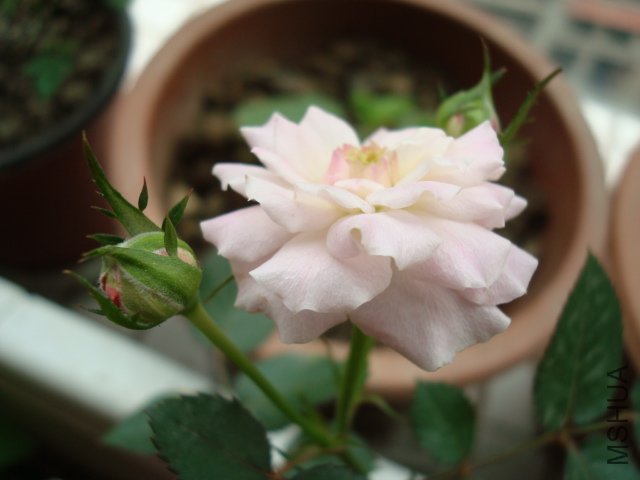 DSC01990.JPG