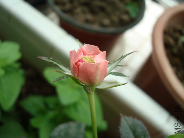 DSC01991.JPG