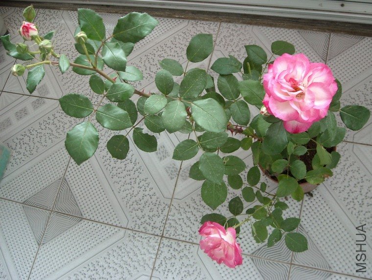DSCN2610.JPG