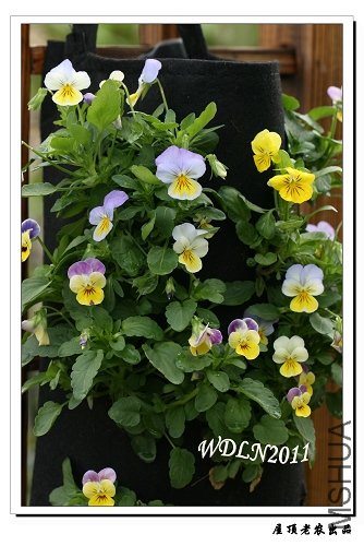 ��ֲ����һ��Ч����