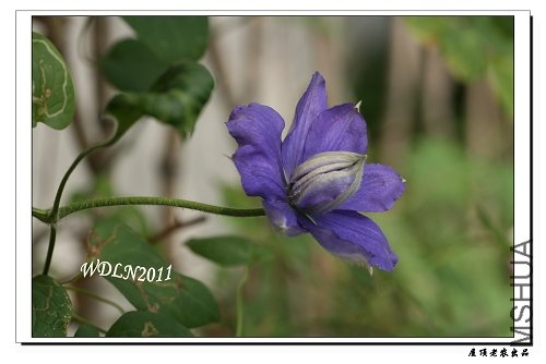 ����������˹����Ů    ������ô���ɸ����ˣ�