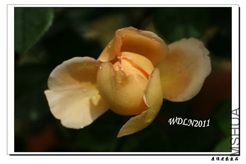 �ҵ�С�������ذ�˹͡