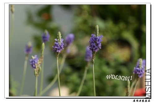 Ҫ��������԰����Ѭ�²ݵû�......