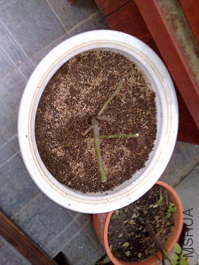 20110502511.jpg
