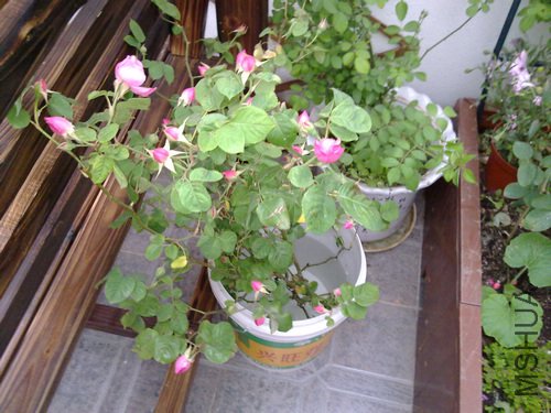 20110502510.jpg