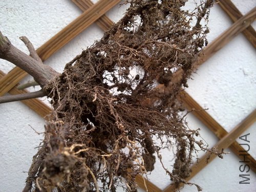 20110502503.jpg