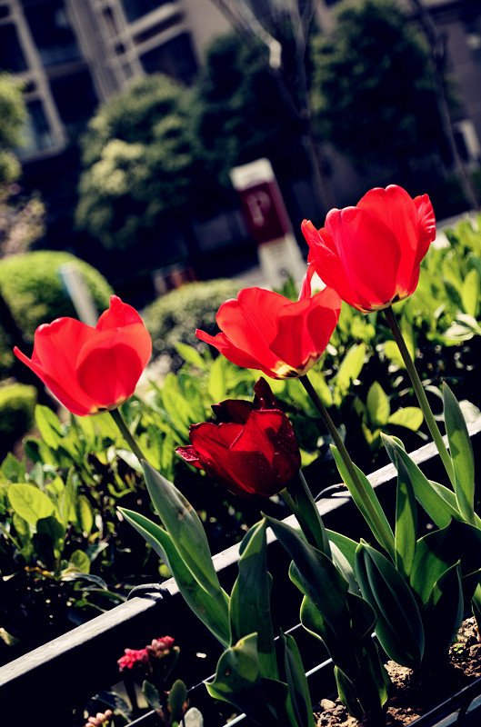 _DSC0394_����.jpg