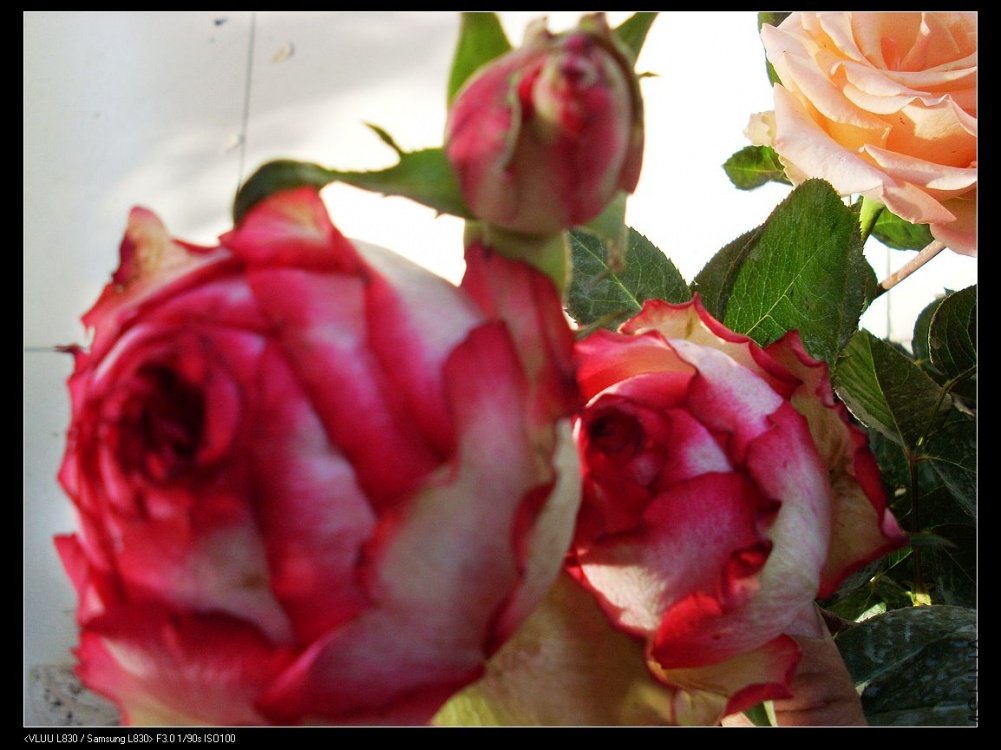nEO_IMG_SL382779.jpg
