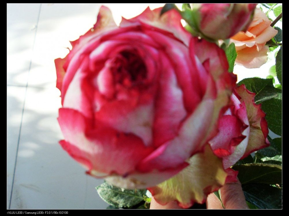 nEO_IMG_SL382780.jpg