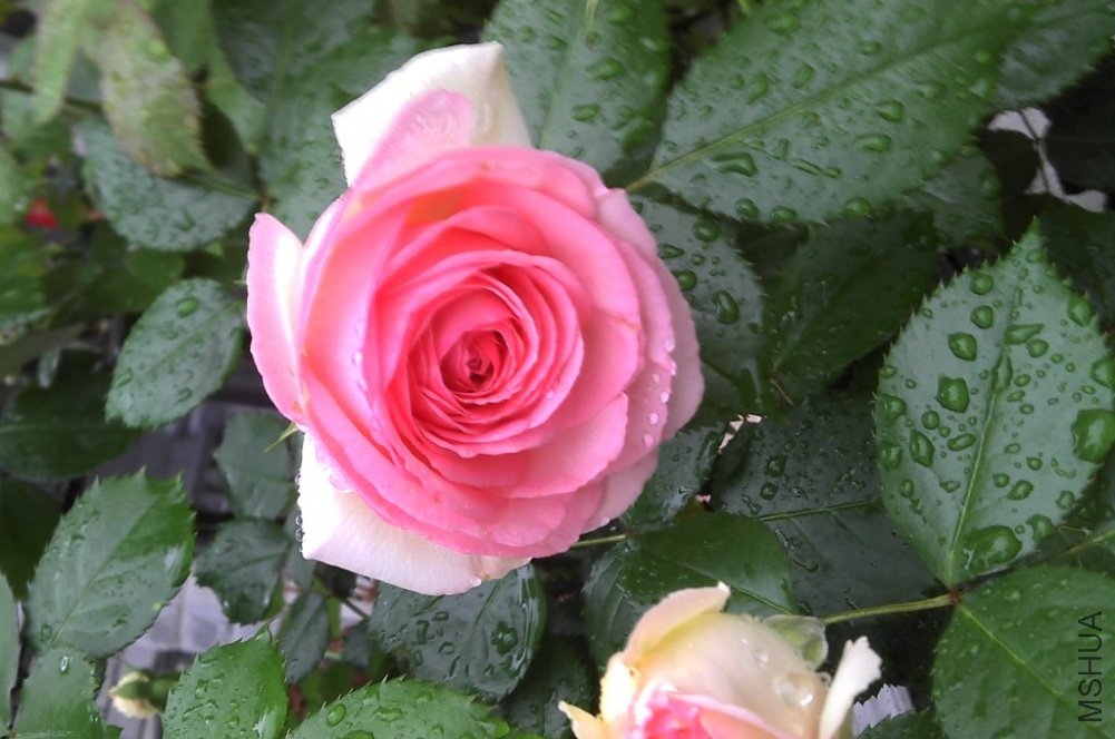 2011-04-30_07-03-00_445.jpg