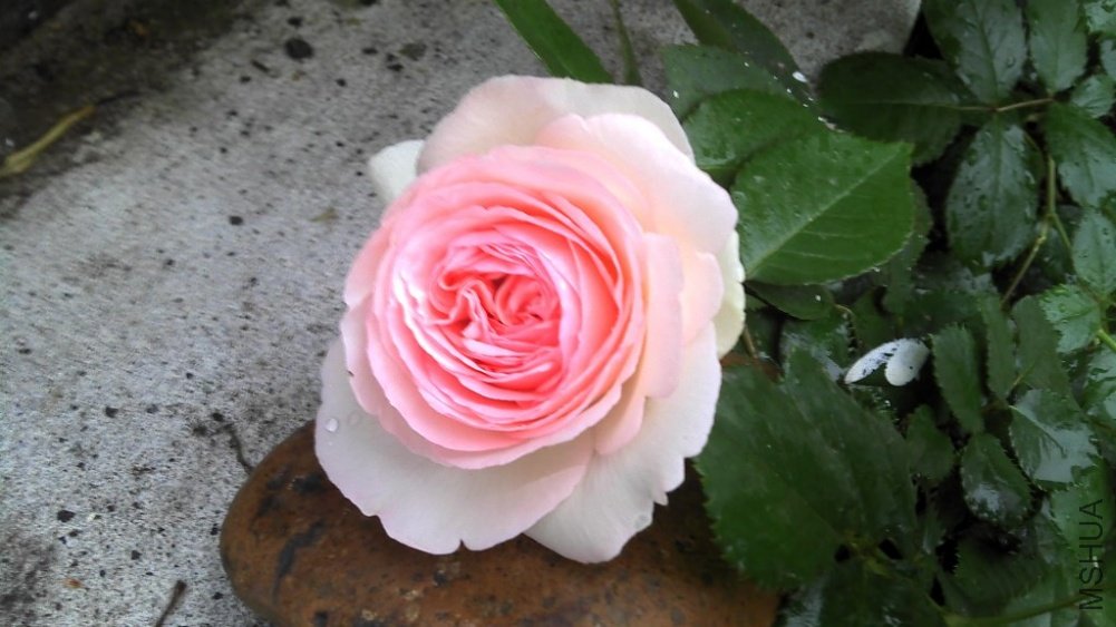 2011-04-30_07-03-46_741.jpg