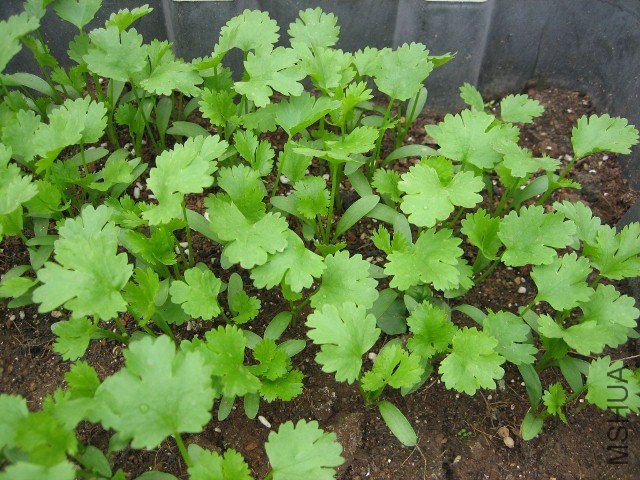 ��� (640x480).jpg