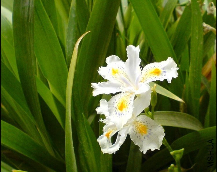 �ձ��β Iris japonica thunb.jpg