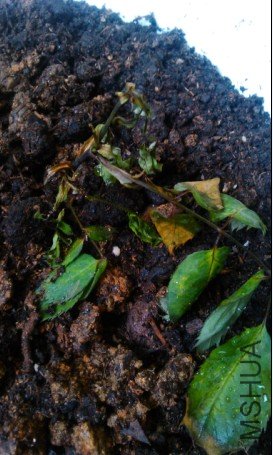 �����ֵ�����