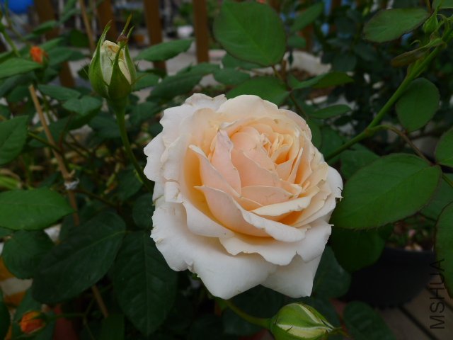 P1030051.JPG